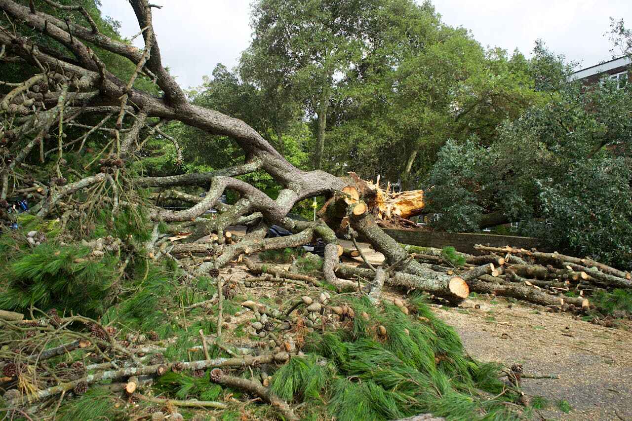 Lake St Louis, MO Tree Service Company